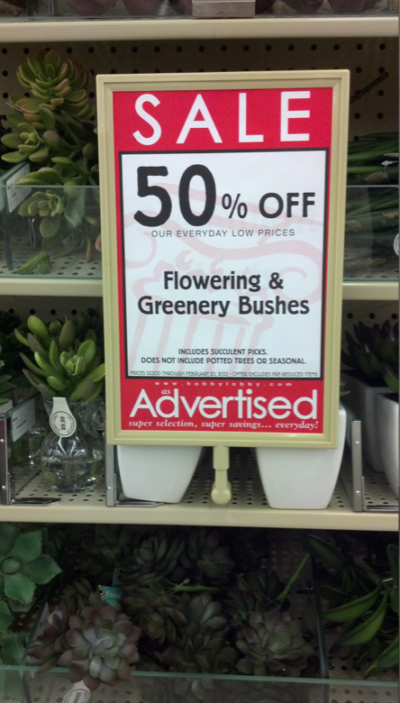 Succulents on sale